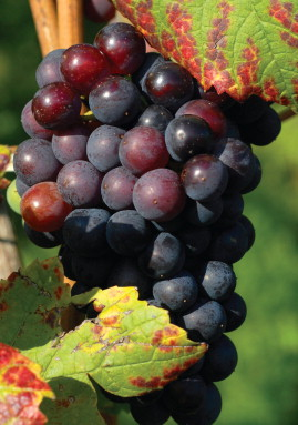 Membrane processes offer a very powerful alternative for the production of natural grape extracts.