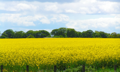 In Europe, rapeseed oil is the most common source for biodiesel as conditions are very amenable to rapeseed crop.