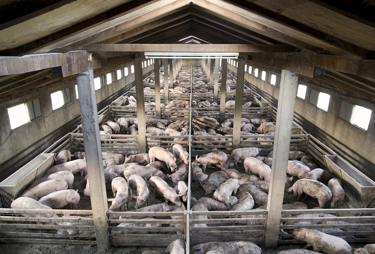 Slurry from intensive pig production can require intensive management solutions as a herd of 100 sows will produce one tanker truck’s worth of waste each and every month. (Image: Dario Sabljak/Shutterstock)