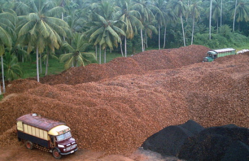 Coconut shells are a renewable, sustainable and easily harvested source of activated carbon.