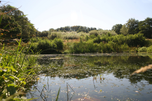 The wetland drainage system at Otter Brewery.