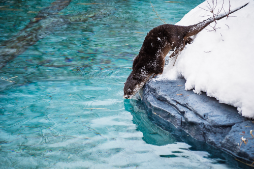 The Ecomuseum Zoo otter habitat in Montreal is the first of its kind in Canada. (Animal images: Courtesy of Ecomuseum Zoo, Montreal)