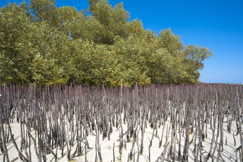 A study in Indonesia found that mangrove leaf litter accumulates copper. (Copyright: Paul Vinten via 123rf.)