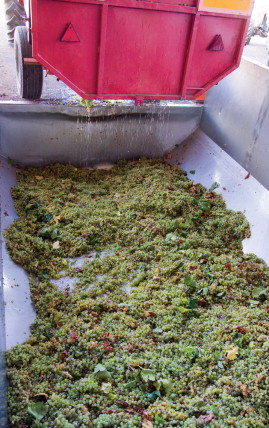 During the winemaking process vast amounts of waste by-products are produced within a short period of time.