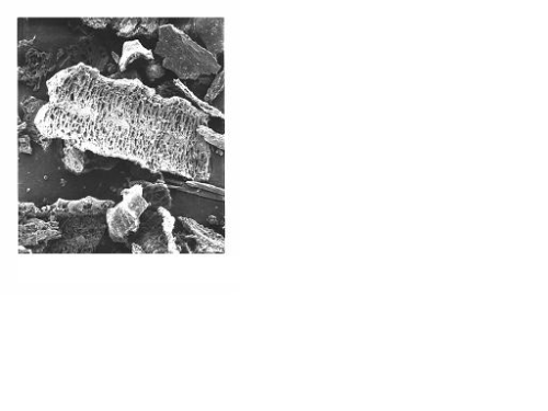Fig 2: Another view of the porous structure of rice hull ash