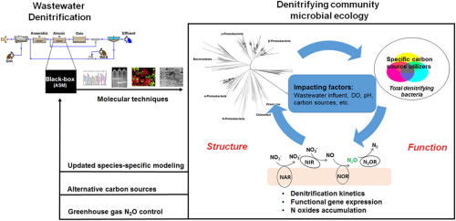 This review article summarises current findings relating to the microbial ecology of denitrification in biological wastewater treatment processes.