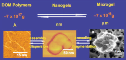 Figure 4. TEP across the size continuum. (Diagram courtesy of Pedro Verdugo and Peter H. Santschi)