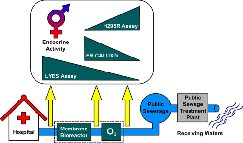 The combination of a membrane bioreactor (MBR) and ozonation almost completely reduces the estrogenicity of hospital sewage.