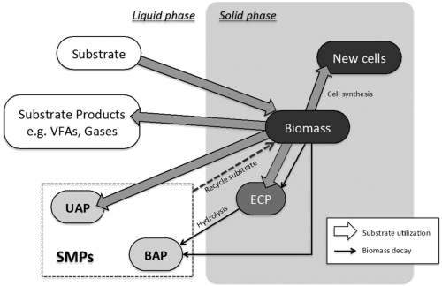 The metabolism of soluble microbial products (SMPs) and extracellular polymer (ECP) formation in a heterotrophic biological wastewater treatment system.