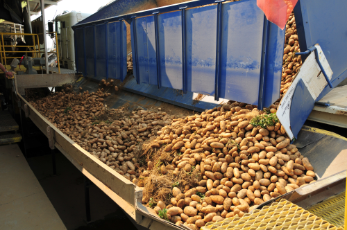 Figure 6. Potatoes are one of the sources from which several million tonnes of starch are produced annually.