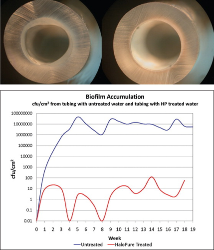 Figure 4. Biofilm develops over time on the luminal surface of polyurethane tubing as water flows through it (Left, top), but fails to form after passing through a HaloPure Br cartridge (Right, top). Concentrations of bacteria per sq. cm on the wall of an RO storage tank are much reduced, for extended periods, when there is a HaloPure cartridge upstream of the entering water (Bottom).