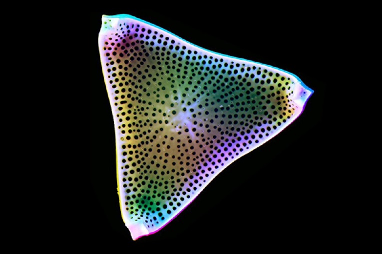 Coloured electron microscopy of a diatom. (Image: Flickr/@zeissmicro)
