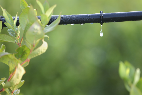 Drip lines are considered to be the most effective method of watering crops.