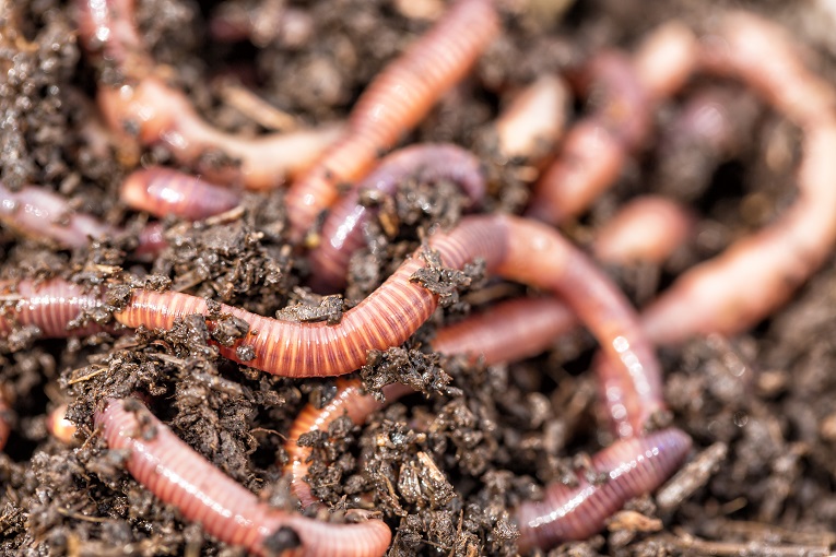 The technology Scottish Water is trialling with earthworms replicates a process which happens naturally within the soil.