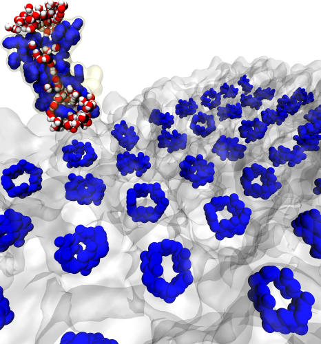 Penn/biomens – An artificial analogue of the water channel protein, aquaporin, was shown to have permeabilities approaching that of aquaporins and carbon nanotubes. They also arrange in tight two dimensional arrays.  
Image: Karl Decker/University of Illinois at Urbana-Champaign, and Yuexiao Shen/Penn State.