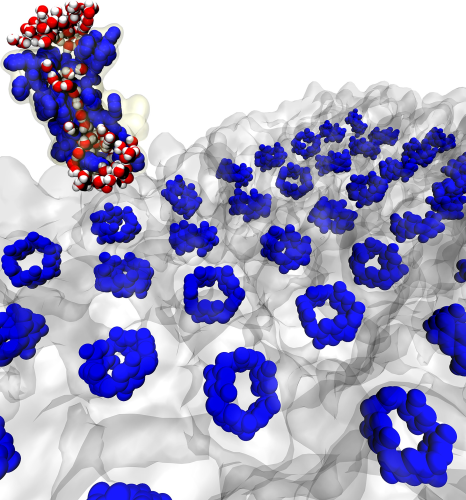 Penn/biomens – An artificial analogue of the water channel protein, aquaporin, was shown to have permeabilities approaching that of aquaporins and carbon nanotubes. They also arrange in tight two dimensional arrays.  
Image: Karl Decker/University of Illinois at Urbana-Champaign, and Yuexiao Shen/Penn State.