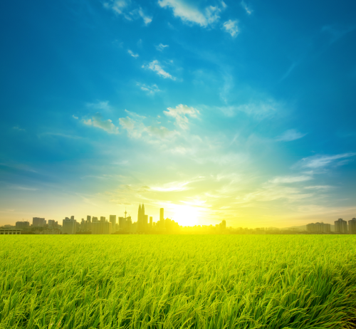 Malaysia, rice fields buffer up to the country’s capital city Kuala Lumpur. Picture courtesy of szefei/Shutterstock.com