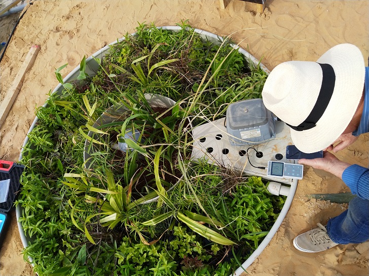 A top view of one of the BiomPod aerobic tanks showing the aquatic plants used including papyrus. (Image: Mrüna)