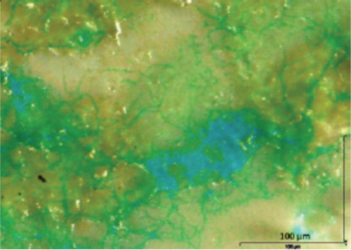 Figure 2. TEP fouling of a membrane surface. (Image courtesy of Loreen Villacorte)