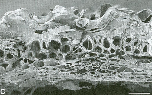 Fig 1: Close up image showing the porous structure of a rice