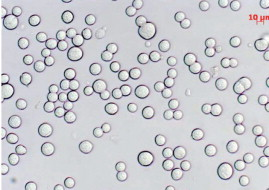 Figure 1: Microscopic picture of PER.C6 cells in suspension (photo courtesy of Sartorius).