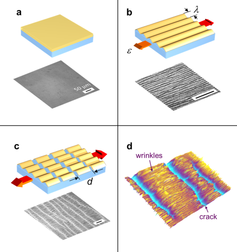 Nanomechanical measurements (model system and microimage of typical specimen). a) thin rigid film on elastic substrate b) initial strain induces surface wrinkles parallel to stress c) additional strain induces regular pattern of cracks in the film d) typical specimen imaged with optical profilometer (280 X 210 micrometers.)