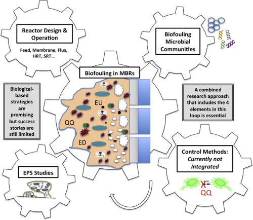 Biofouling in membrane bioreactors (MBRs) remains a primary challenge for their wider application.