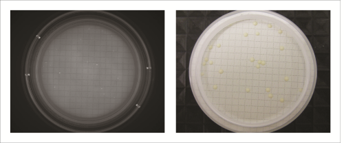 Figure 1: Microcolonies visible after fluorescent staining (left) and an almost identical pattern of colonies after re-incubation (right), demonstrating that the method is non-destructive.