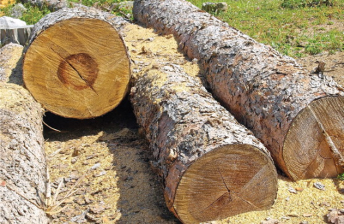 Felled timber for the forest products industries.