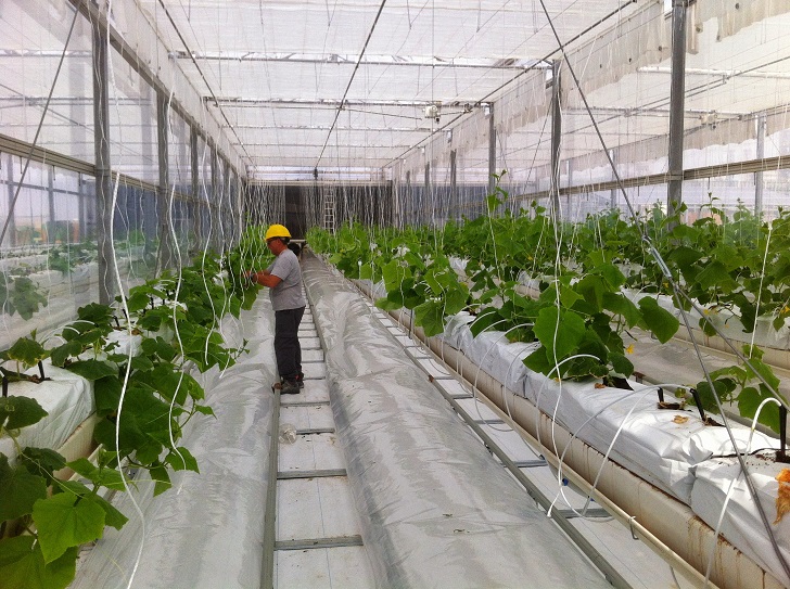 Max Fordham designed the pioneering saltwater cooling system for the greenhouse.