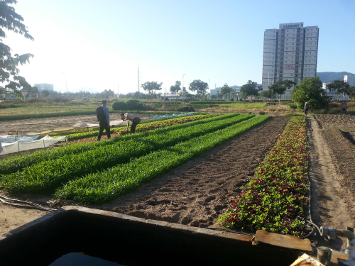 Agriculture in the Vietnamese city of Da Nang. In the future, residents can use purified wastewater to water their crops.