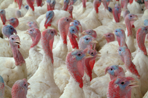 Michigan Turkey Producers, which processes 20,000 birds per day, had to keep a tight rein on the organic solids levels of its discharged wastewater.