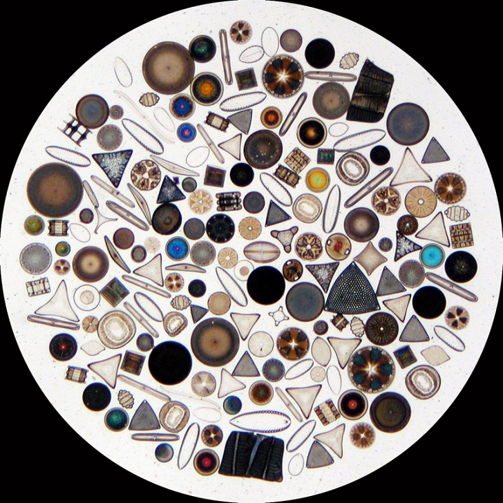 The technology emulates the way in which diatoms stablise their cell membranes mechanically by forming a cell wall made from silica. (Image: Wikipedia/Wipeter)