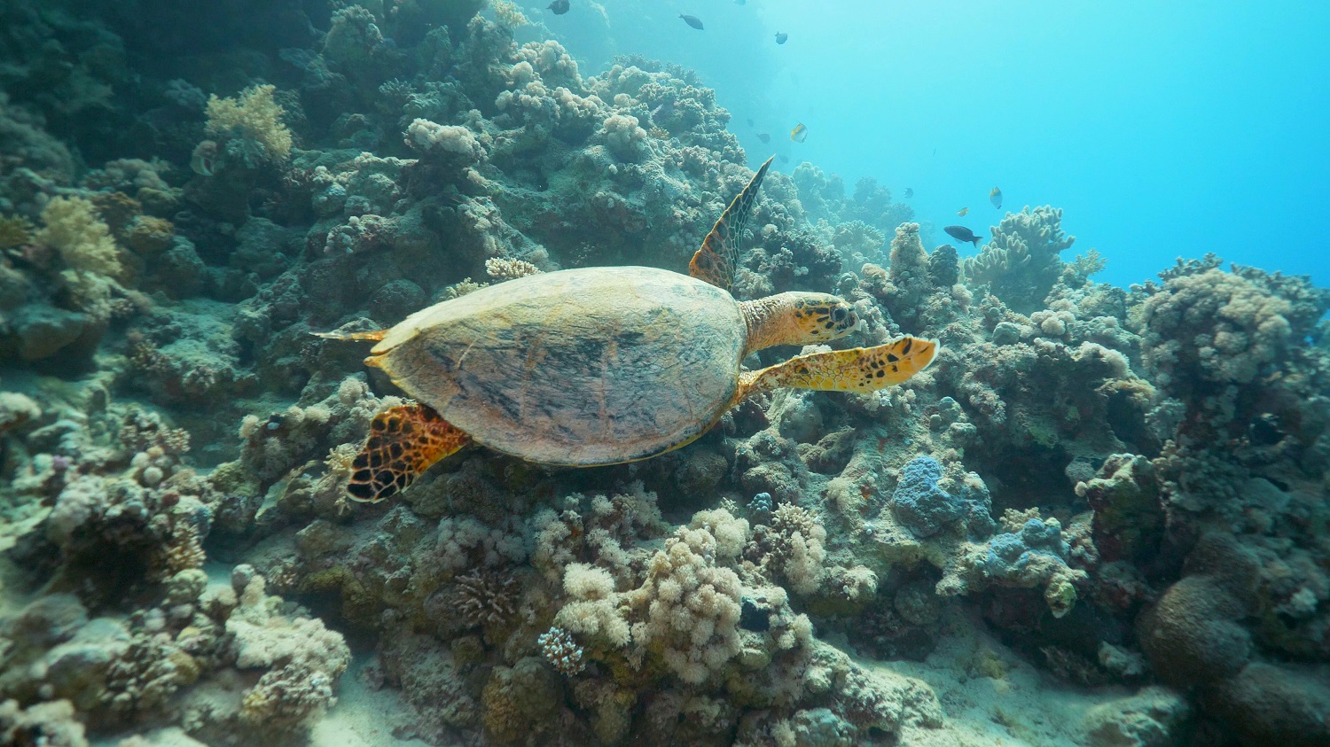 The Red Sea is home to a number of endangered species, including the hawksbill sea turtle. (Image: TRSDC)