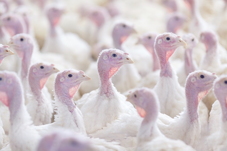 Virginia Poultry processes 25,000 tom turkeys per day averaging 40 – 45 pounds each,