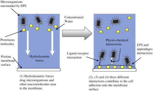 Schematic illustration of the driving forces of microbial adhesion on a membrane surface.