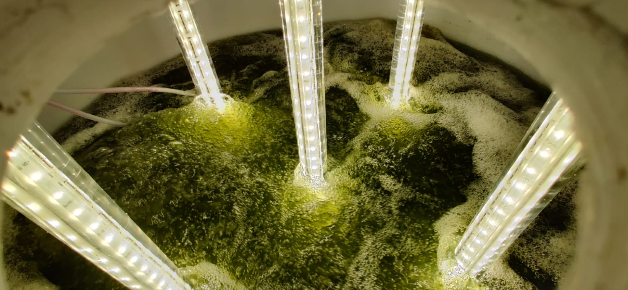 I-Phyc's algae-based treatment can consistently remove between 50% and 99% of pollutants.