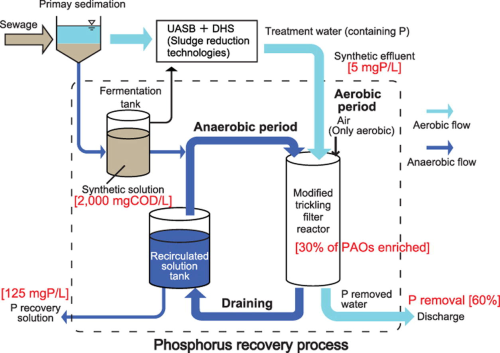 This new process applies a polyphosphate accumulating organism (PAO) enrichment biofilm to effluents containing phosphate, allowing its recovery as a phosphate-concentrated solution.